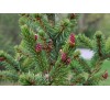 Ель сербская (Picea omoriкa) Р9